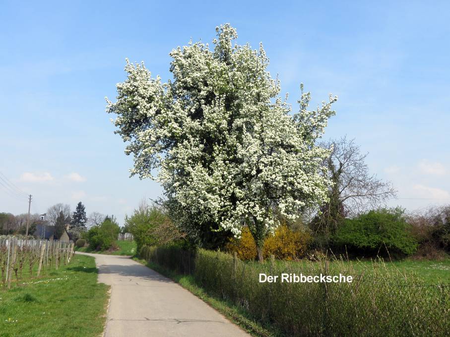 Birnbaum vor Grosssachsen